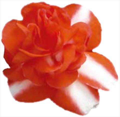 Foto de variedad de flores para ser usadas como: Maceta y planta de temporada Impatiens walleriana Silhouette Orange Star