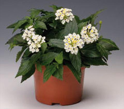 Foto de variedad de flores para ser usadas como: Maceta o Tarrina de colgar Lantana camara Bandana® White