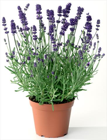 Foto de variedad de flores para ser usadas como: Maceta y planta de temporada Lavandula angustifolia Blue Scent® Early