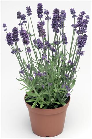 Foto de variedad de flores para ser usadas como: Maceta y planta de temporada Lavandula angustifolia Sentivia® Blue