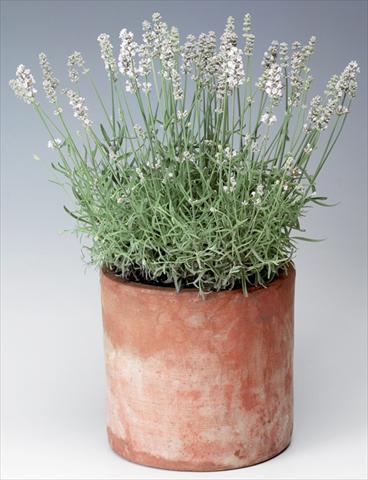 Foto de variedad de flores para ser usadas como: Maceta y planta de temporada Lavandula angustifolia Sentivia® Silver