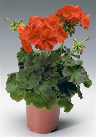 Foto de variedad de flores para ser usadas como: Maceta o Tarrina de colgar Pelargonium x hortorum F.1 Pinto Premium F1 Deep Red