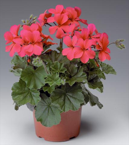 Foto de variedad de flores para ser usadas como: Patio, Maceta Pelargonium interspecifico Caliente® Hot Coral