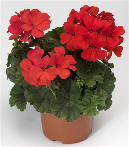Foto de variedad de flores para ser usadas como: Patio, Maceta Pelargonium interspecifico Caliente® Orange
