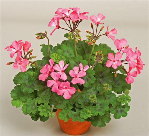 Foto de variedad de flores para ser usadas como: Patio, Maceta Pelargonium interspecifico Caliente® Pink