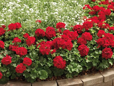 Foto de variedad de flores para ser usadas como: Patio, Maceta Pelargonium interspecifico Calliope® Dark Red