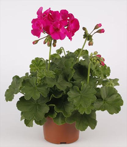 Foto de variedad de flores para ser usadas como: Patio, Maceta Pelargonium interspecifico Calliope® Lavender Rose