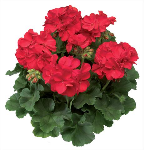 Foto de variedad de flores para ser usadas como: Patio, Maceta Pelargonium interspecifico Calliope® Scarlet Fire