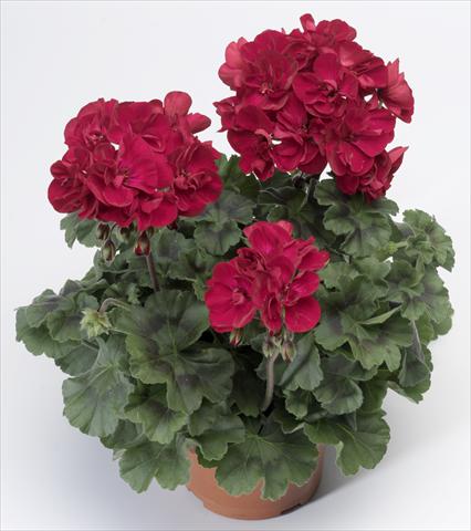 Foto de variedad de flores para ser usadas como: Maceta o Tarrina de colgar Pelargonium zonale Tango® Velvet Red