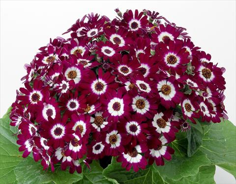 Foto de variedad de flores para ser usadas como: Maceta y planta de temporada Pericallis cruenta Venezia F1 Bordeaux with Ring
