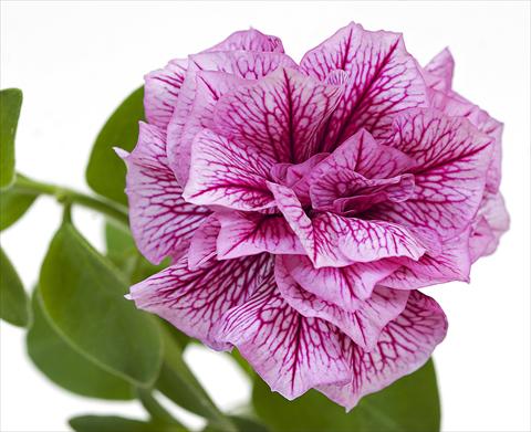 Foto de variedad de flores para ser usadas como: Maceta, planta de temporada, patio Petunia Sanguna® Double Violet