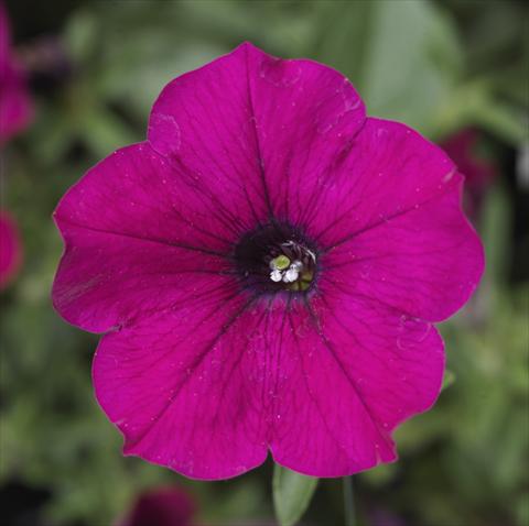 Foto de variedad de flores para ser usadas como: Maceta, planta de temporada, patio Petunia Sanguna® Purple