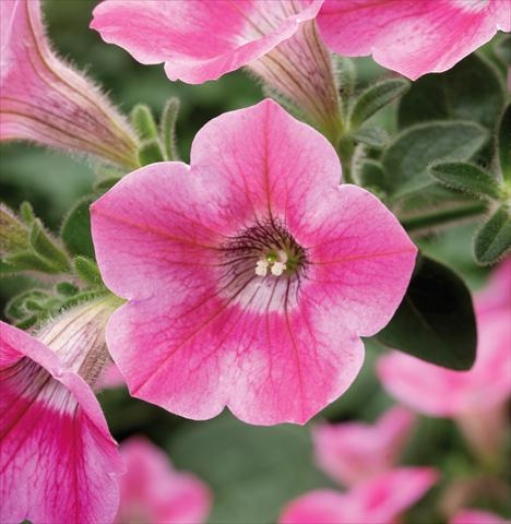 Foto de variedad de flores para ser usadas como: Maceta, planta de temporada, patio Petunia Whispers® Rose Star