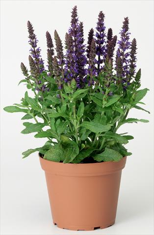 Foto de variedad de flores para ser usadas como: Planta de temporada / borde del macizo Salvia x superba Merleau® Blue Compact