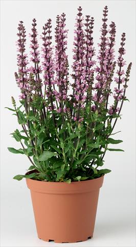 Foto de variedad de flores para ser usadas como: Planta de temporada / borde del macizo Salvia x superba Merleau® Rose Improved