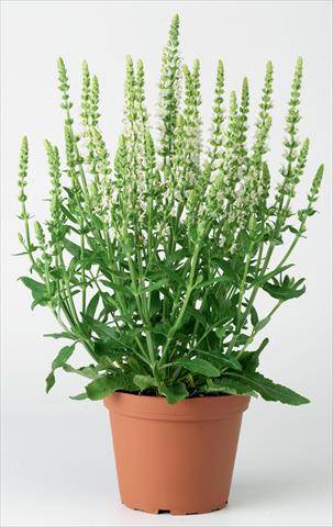 Foto de variedad de flores para ser usadas como: Planta de temporada / borde del macizo Salvia x superba Merleau® White