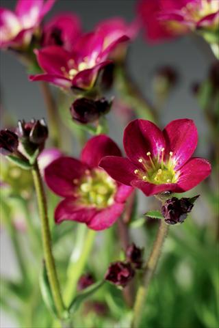 Foto de variedad de flores para ser usadas como: Maceta y planta de temporada Saxifraga x arendsii Highlander Red