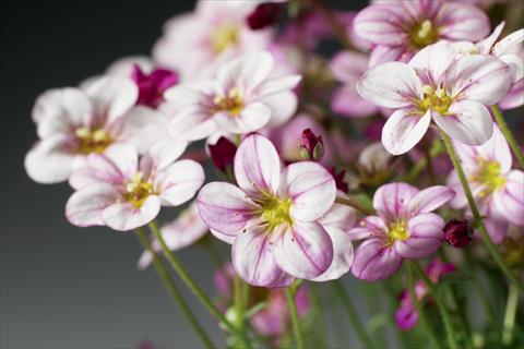 Foto de variedad de flores para ser usadas como: Maceta y planta de temporada Saxifraga x arendsii Highlander Rose Shades