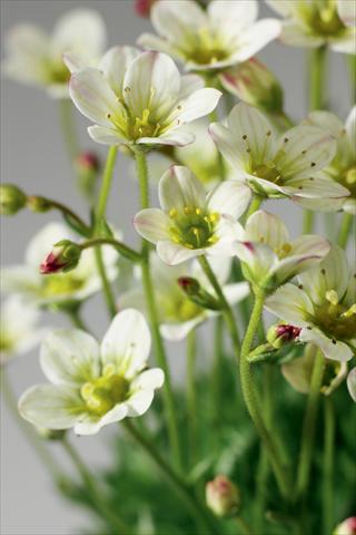 Foto de variedad de flores para ser usadas como: Maceta y planta de temporada Saxifraga x arendsii Highlander White and Red