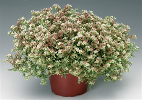 Foto de variedad de flores para ser usadas como: Maceta y planta de temporada Sedum pulchellum Silver Frost