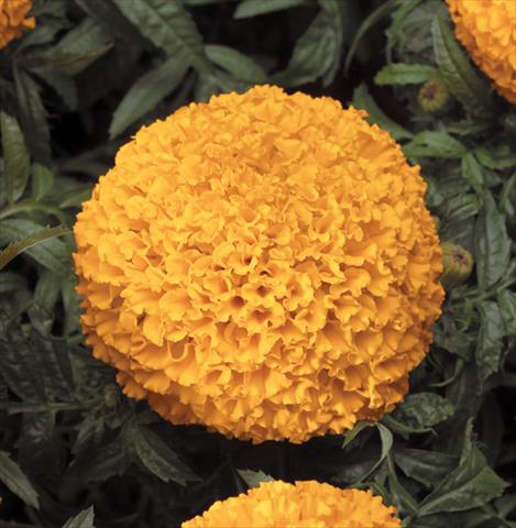 Foto de variedad de flores para ser usadas como: Maceta o cesta de trasplante Tagetes erecta Moonstruck® F1 Deep Orange