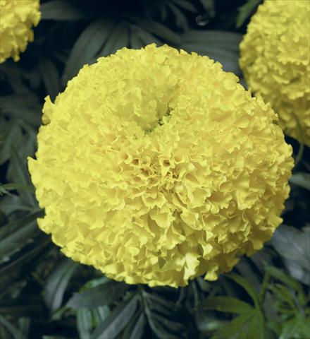Foto de variedad de flores para ser usadas como: Maceta o cesta de trasplante Tagetes erecta Moonstruck® F1 Lemon Yellow
