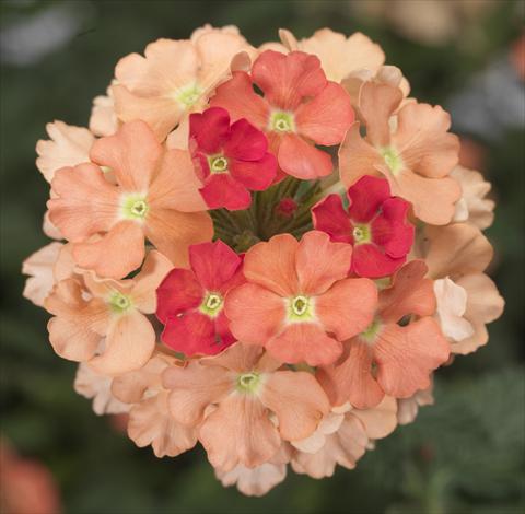 Foto de variedad de flores para ser usadas como: Maceta, patio, Tarrina de colgar Verbena Lanai® Peach Improved