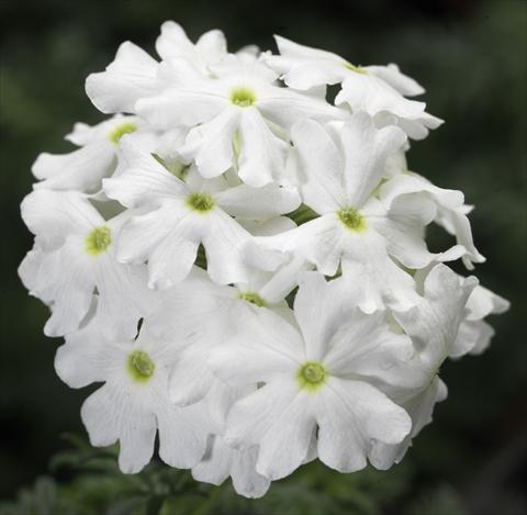 Foto de variedad de flores para ser usadas como: Maceta, patio, Tarrina de colgar Verbena Lanai® White Improved