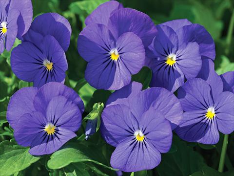 Foto de variedad de flores para ser usadas como: Maceta y planta de temporada Viola cornuta Penny F1 Blue with Yellow center