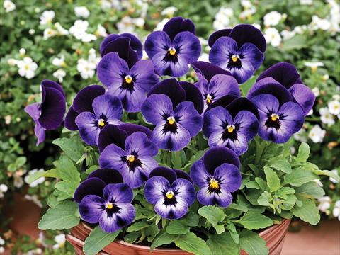 Foto de variedad de flores para ser usadas como: Maceta y planta de temporada Viola cornuta Penny F1 Denim Jump Up