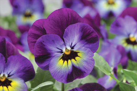 Foto de variedad de flores para ser usadas como: Maceta y planta de temporada Viola cornuta Penny F1 Violet Blue