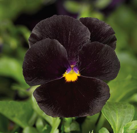 Foto de variedad de flores para ser usadas como: Maceta y planta de temporada Viola wittrockiana Mariposa F1 Black