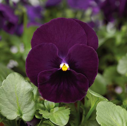 Foto de variedad de flores para ser usadas como: Maceta y planta de temporada Viola wittrockiana Mariposa F1 Purple