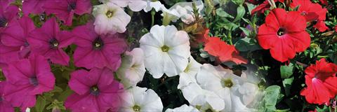 Foto de variedad de flores para ser usadas como: Maceta, patio, Tarrina de colgar 3 Combo Trio Musicale Can Can