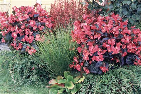 Foto de variedad de flores para ser usadas como: Maceta y planta de temporada Begonia x benariensis BIG Rose bronze leaf