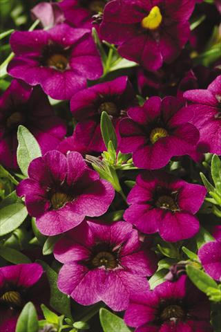 Foto de variedad de flores para ser usadas como: Maceta, patio, Tarrina de colgar Calibrachoa Gioia® Deep Red