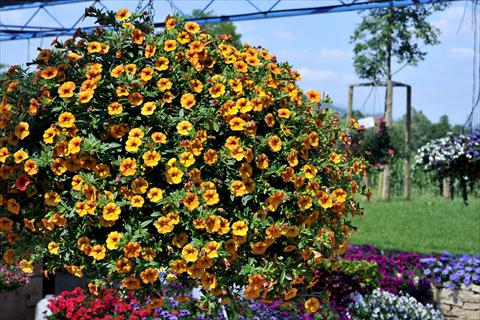 Foto de variedad de flores para ser usadas como: Maceta, patio, Tarrina de colgar Calibrachoa Gioia® Golden Orange Vein