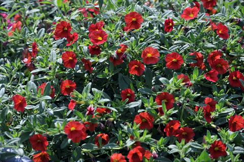 Foto de variedad de flores para ser usadas como: Maceta, patio, Tarrina de colgar Calibrachoa Gioia® Orange Red
