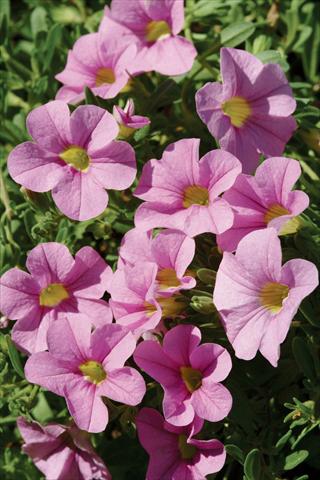 Foto de variedad de flores para ser usadas como: Maceta, patio, Tarrina de colgar Calibrachoa Gioia® Pink