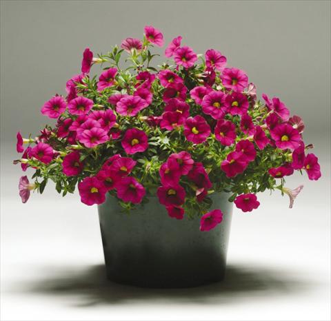 Foto de variedad de flores para ser usadas como: Maceta, patio, Tarrina de colgar Calibrachoa Gioia® Rose