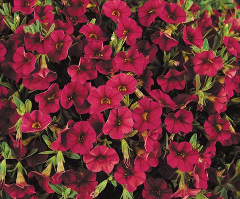 Foto de variedad de flores para ser usadas como: Maceta, patio, Tarrina de colgar Calibrachoa Gioia® Ruby Red