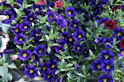 Foto de variedad de flores para ser usadas como: Maceta, patio, Tarrina de colgar Calibrachoa Gioia® Velvet Blue