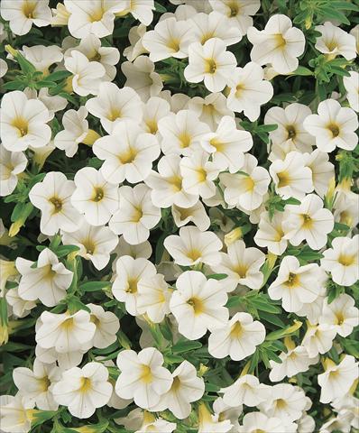 Foto de variedad de flores para ser usadas como: Maceta, patio, Tarrina de colgar Calibrachoa Gioia® White