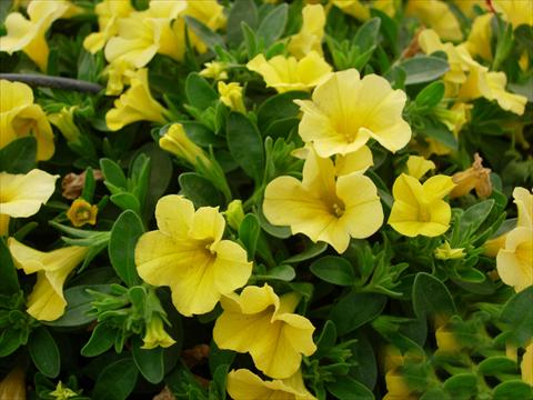 Foto de variedad de flores para ser usadas como: Maceta, patio, Tarrina de colgar Calibrachoa Gioia® Yellow