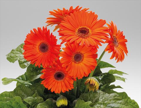 Foto de variedad de flores para ser usadas como: Maceta Gerbera jamesonii Babylon Deep Orange dark eye