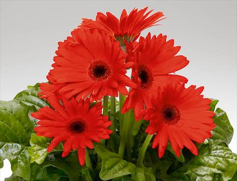 Foto de variedad de flores para ser usadas como: Maceta Gerbera jamesonii Babylon Orange Scarlet dark eye