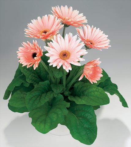 Foto de variedad de flores para ser usadas como: Maceta Gerbera jamesonii Babylon Soft Pink dark eye