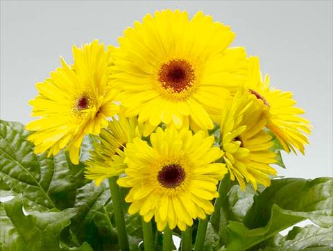Foto de variedad de flores para ser usadas como: Maceta Gerbera jamesonii Babylon Yellow dark eye