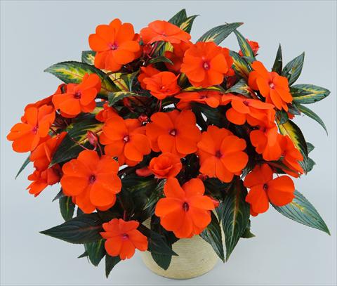 Foto de variedad de flores para ser usadas como: Maceta, planta de temporada, patio Impatiens N. Guinea Strike Orange