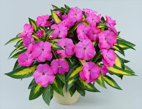 Foto de variedad de flores para ser usadas como: Maceta, planta de temporada, patio Impatiens N. Guinea Strike Orchid